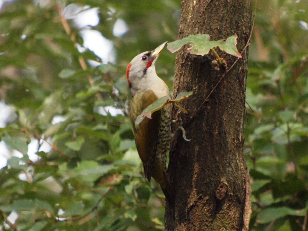 Japanese Woodpecker - ML125154831