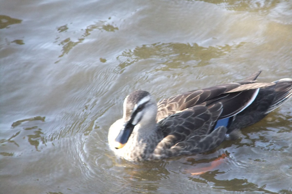 Eastern Spot-billed Duck - ML125155231