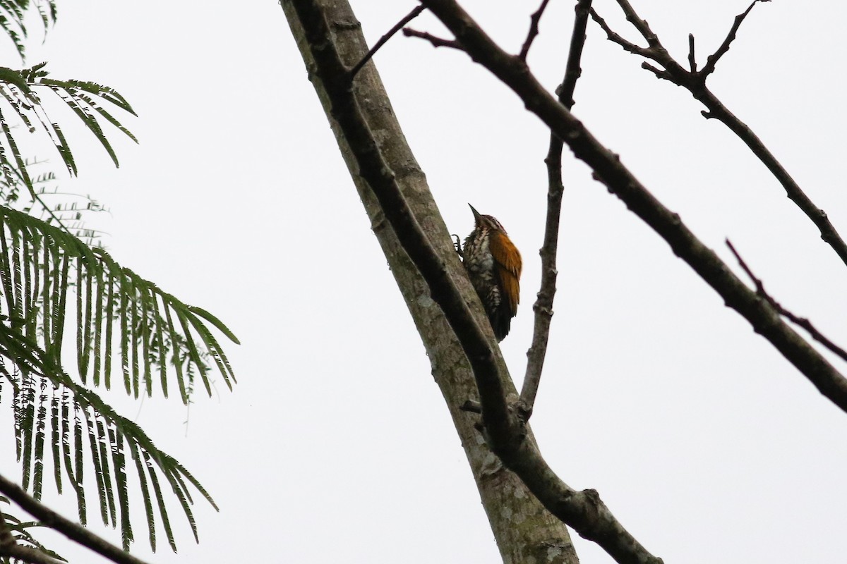 Common Flameback - Fadzrun A.