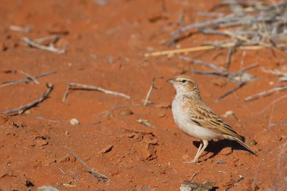 Fawn-colored Lark (Fawn-colored) - ML125157881