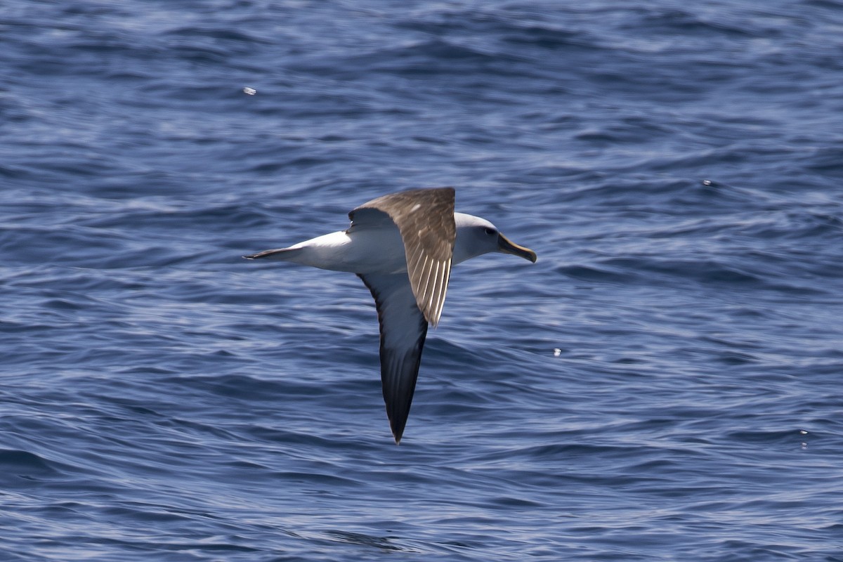 Buller's Albatross - John Cantwell