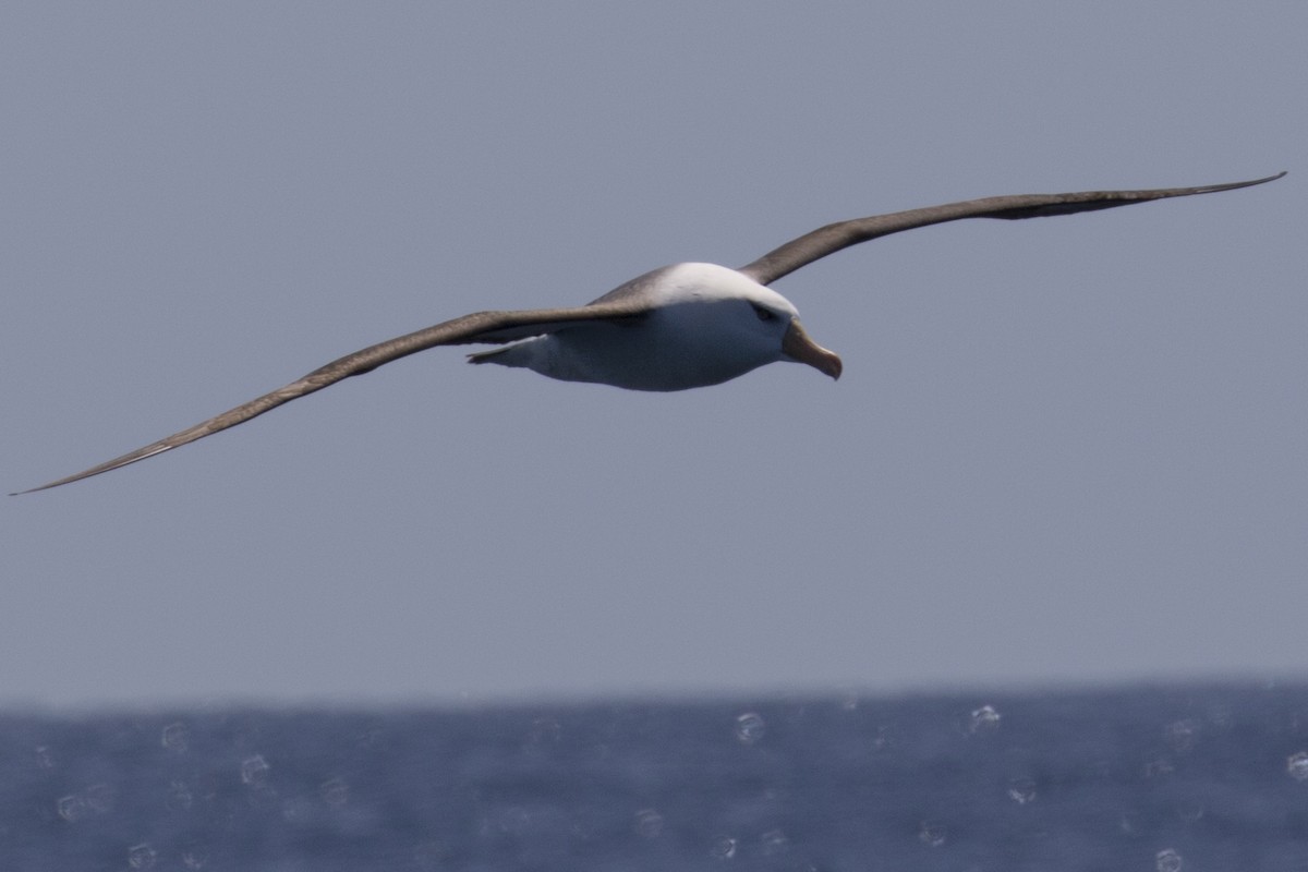 Schwarzbrauenalbatros (Campbellalbatros) - ML125158531