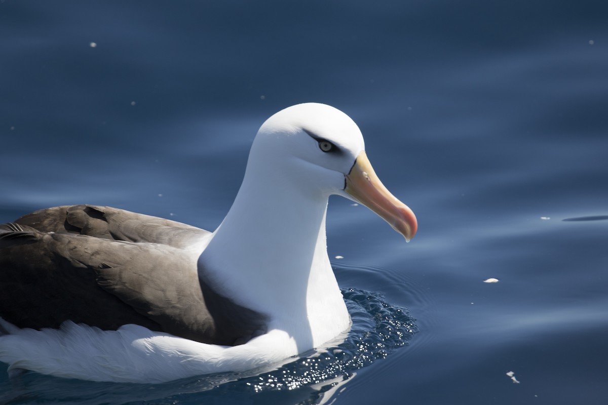 Чернобровый альбатрос (impavida) - ML125158551