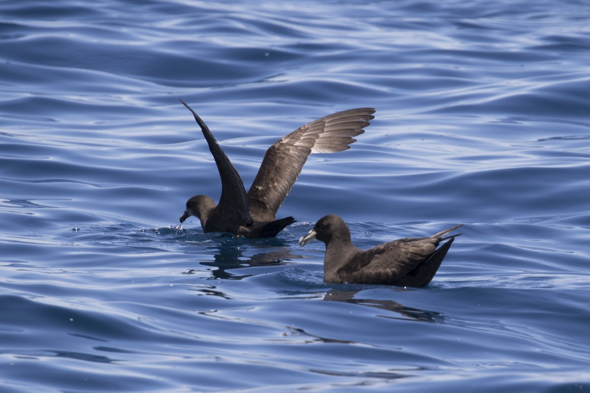 White-chinned Petrel - ML125158671