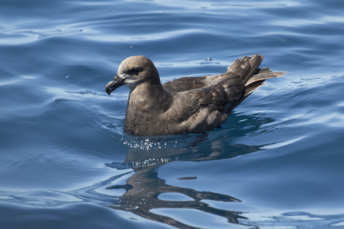 Gray-faced Petrel - ML125158781