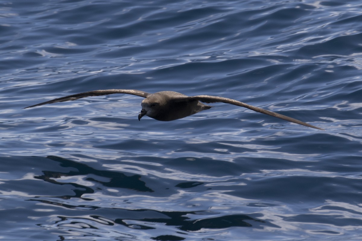 Gray-faced Petrel - John Cantwell