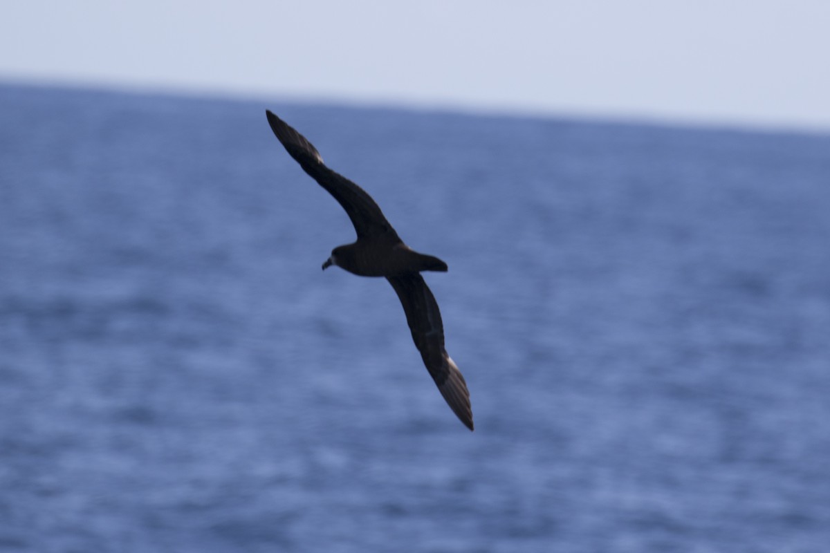 Gray-faced Petrel - John Cantwell