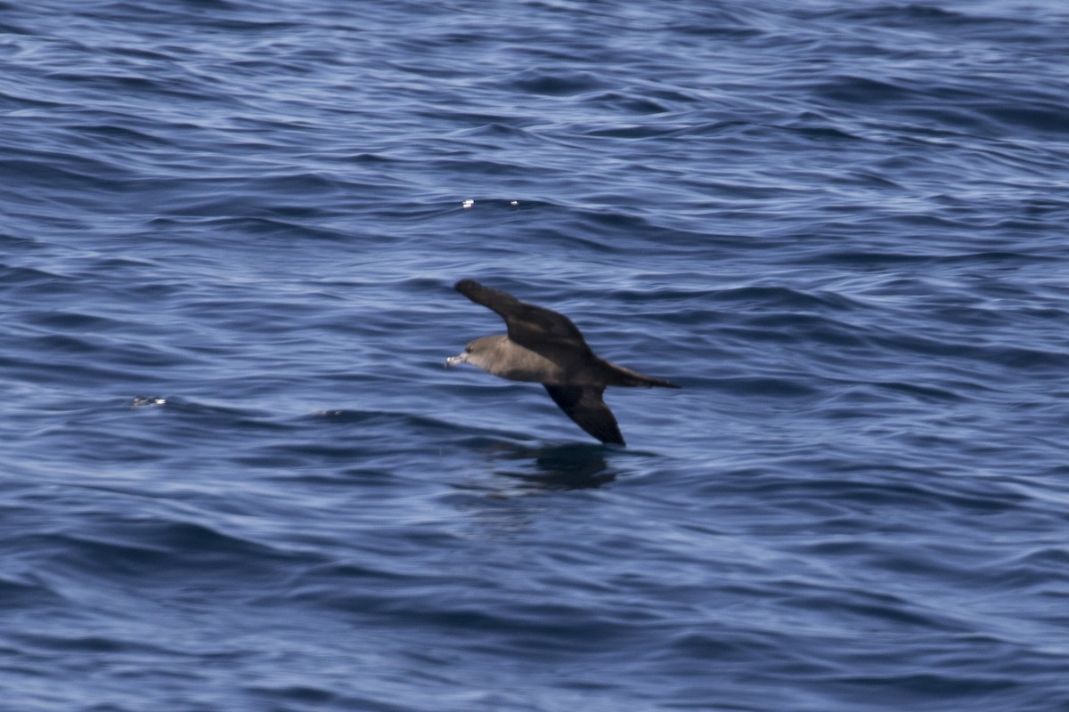 Wedge-tailed Shearwater - John Cantwell