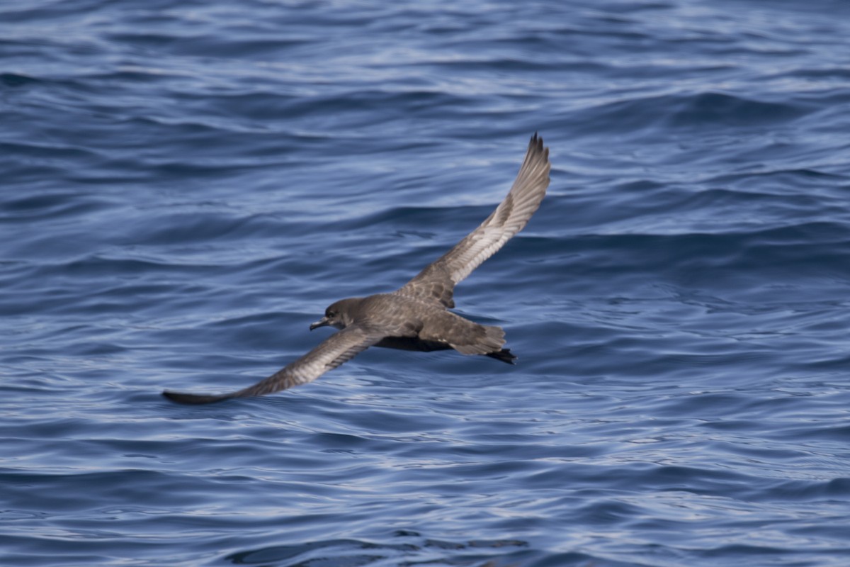 Sooty Shearwater - ML125159111