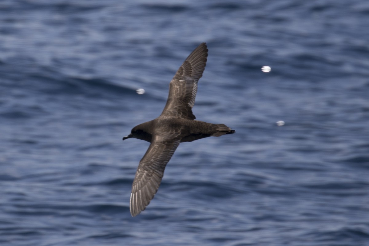 Sooty Shearwater - ML125159121