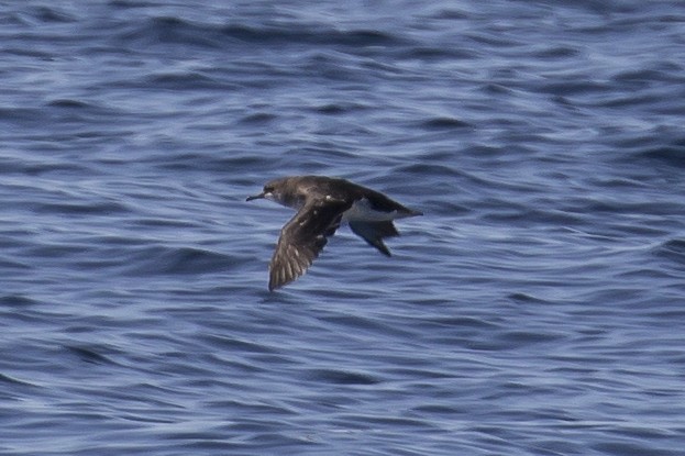 Hutton's Shearwater - ML125159151