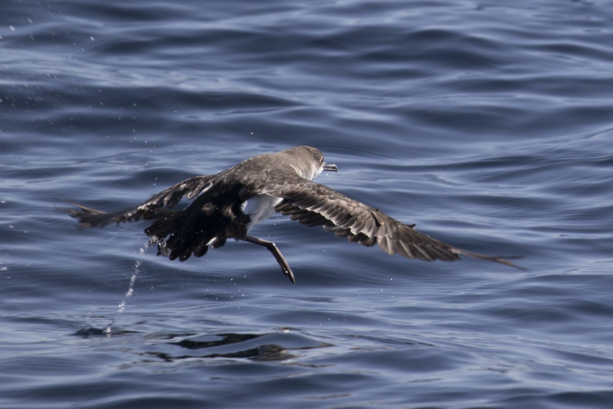 Fluttering Shearwater - ML125159161