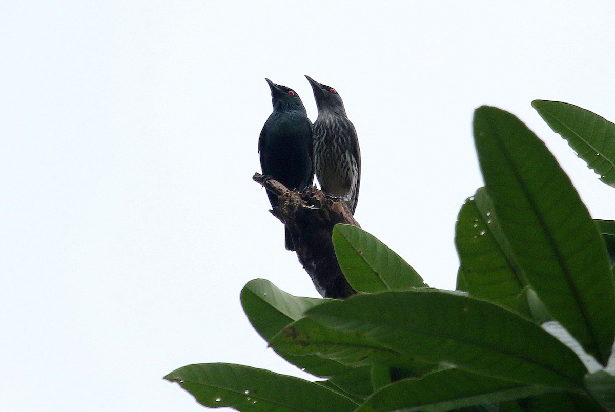 Asian Glossy Starling - Steve Rottenborn