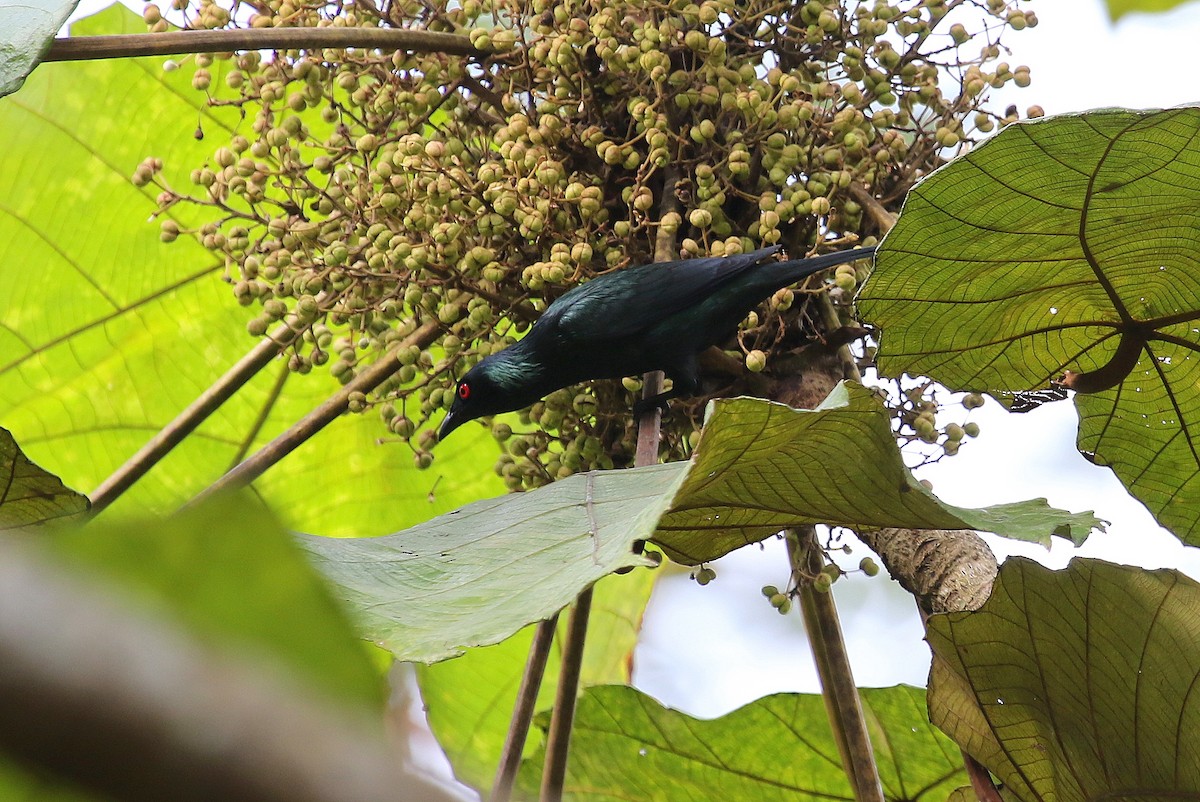 Asian Glossy Starling - ML125159691