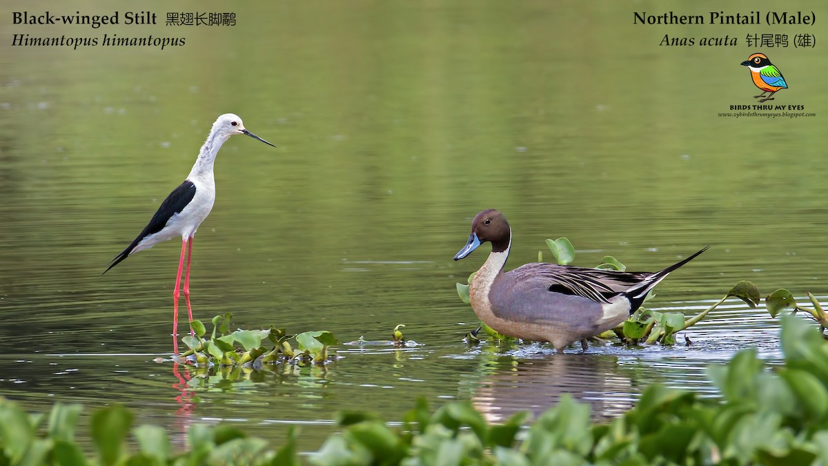 Northern Pintail - Zhong Ying Koay