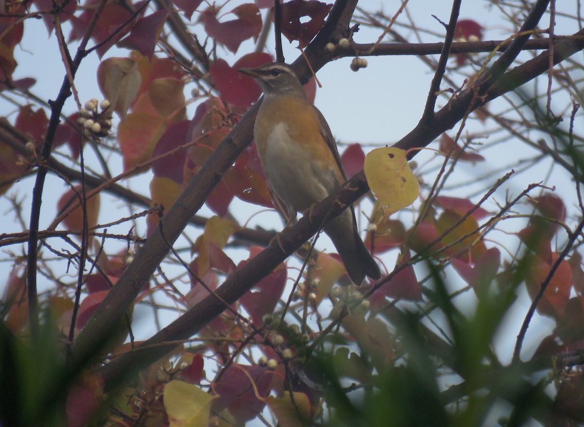 Eyebrowed Thrush - ML125161691