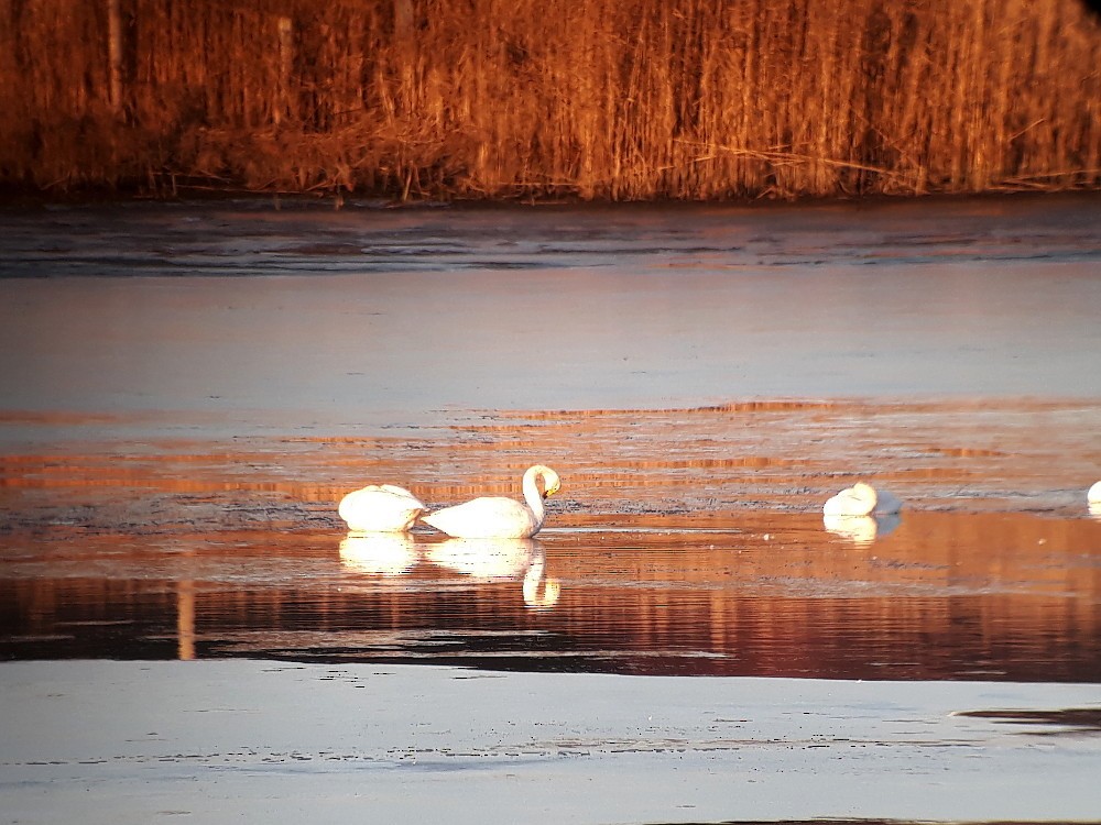 Whooper Swan - Kalle Rainio