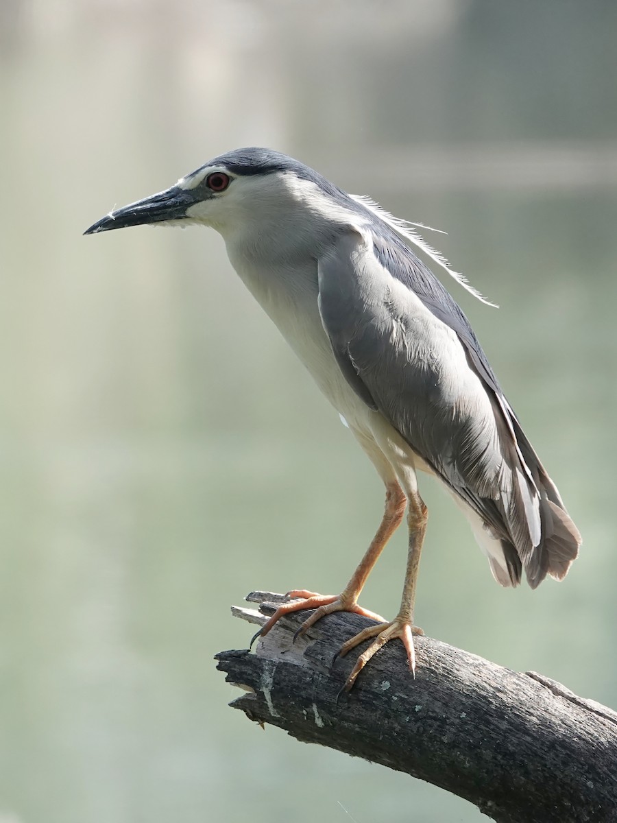 Black-crowned Night Heron - ML125164161