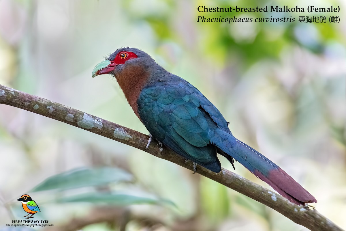 Chestnut-breasted Malkoha - Zhong Ying Koay