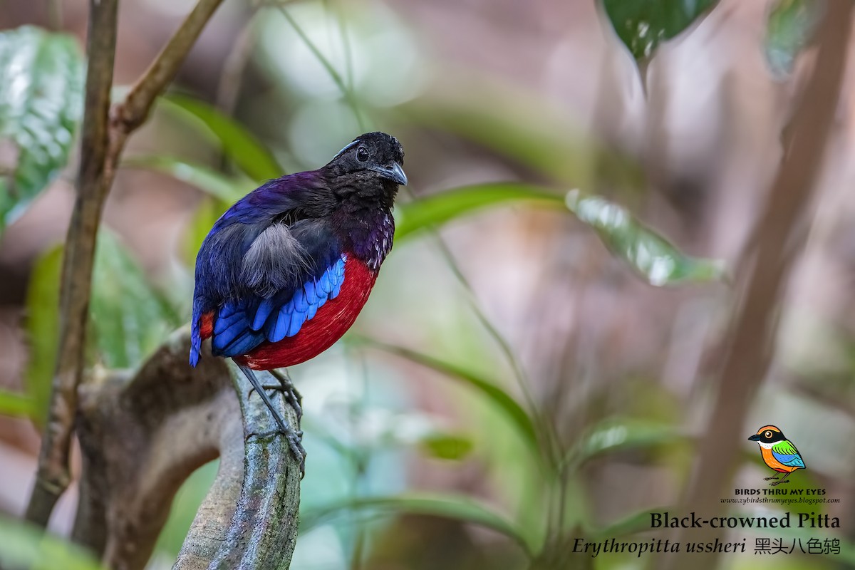 Black-crowned Pitta - ML125165051