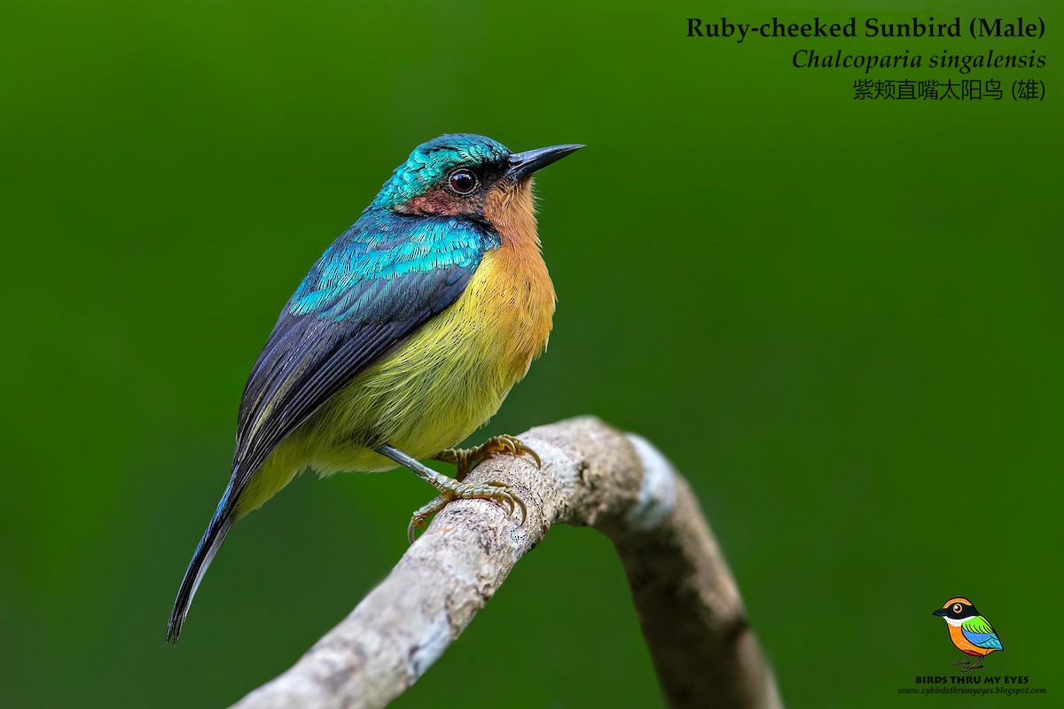 Ruby-cheeked Sunbird - Zhong Ying Koay