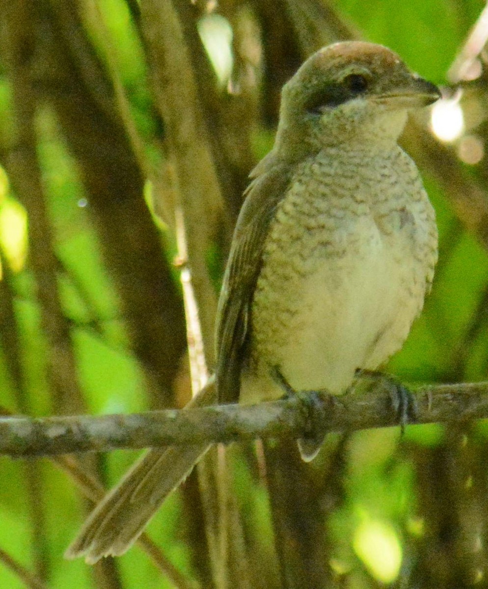 Brown Shrike - ML125165541