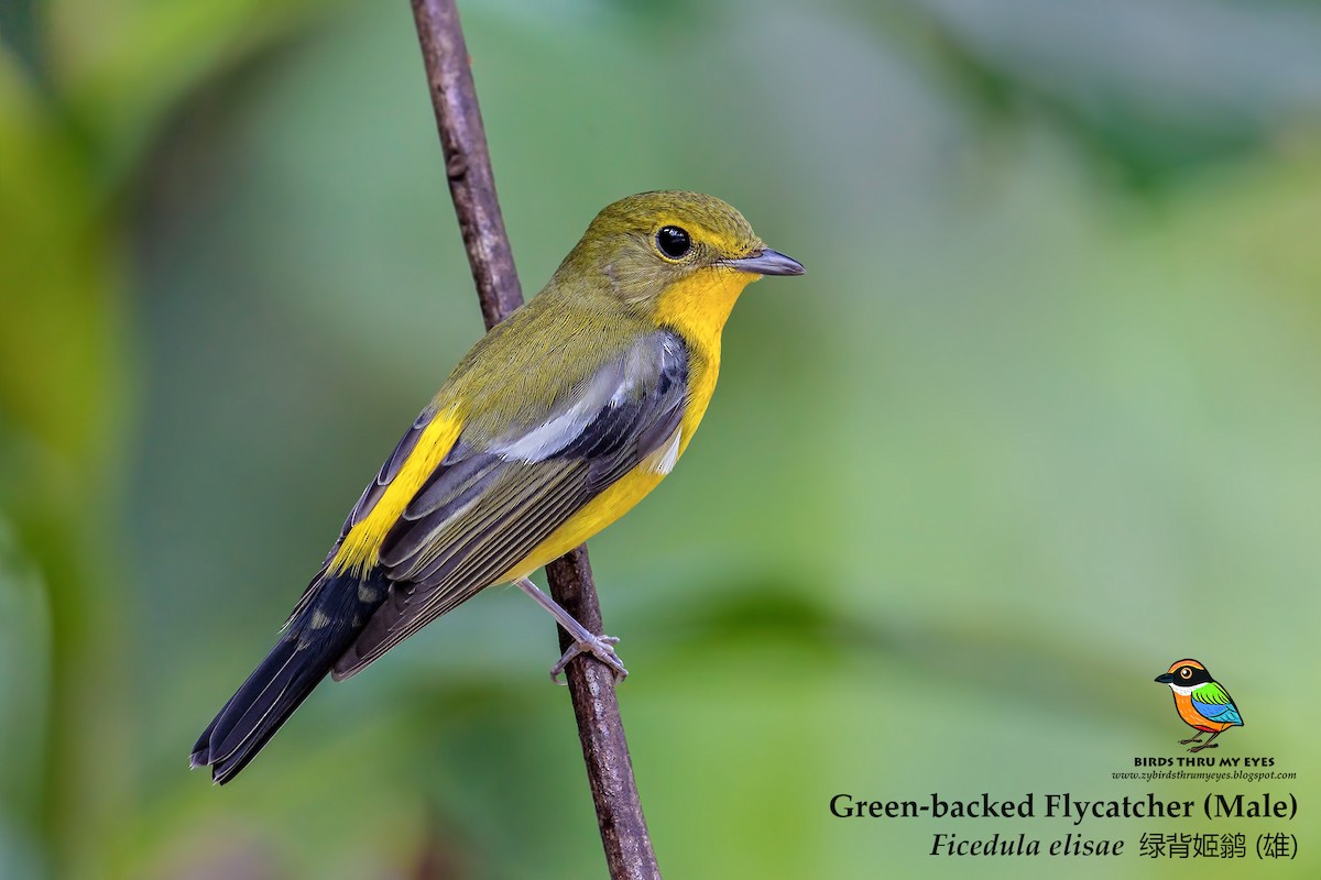 Green-backed Flycatcher - Zhong Ying Koay