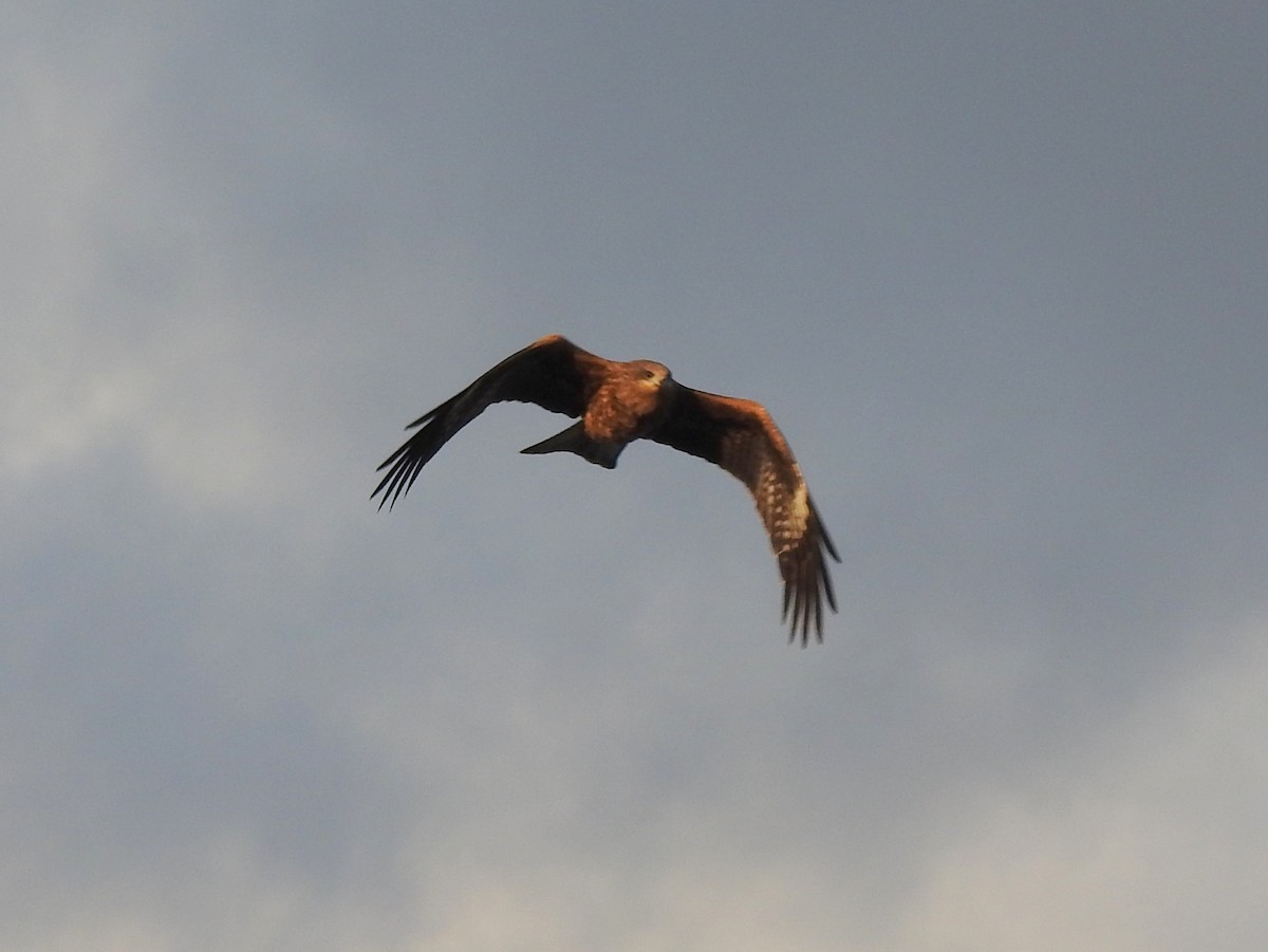 Black Kite (Black-eared) - ML125166221