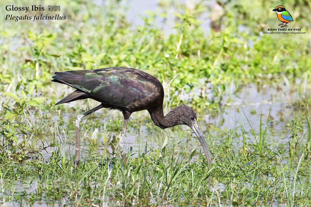 Glossy Ibis - ML125166571