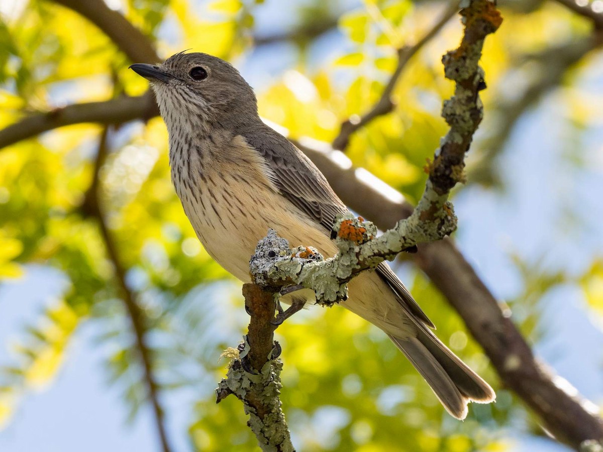 Rufous Whistler - ML125167021