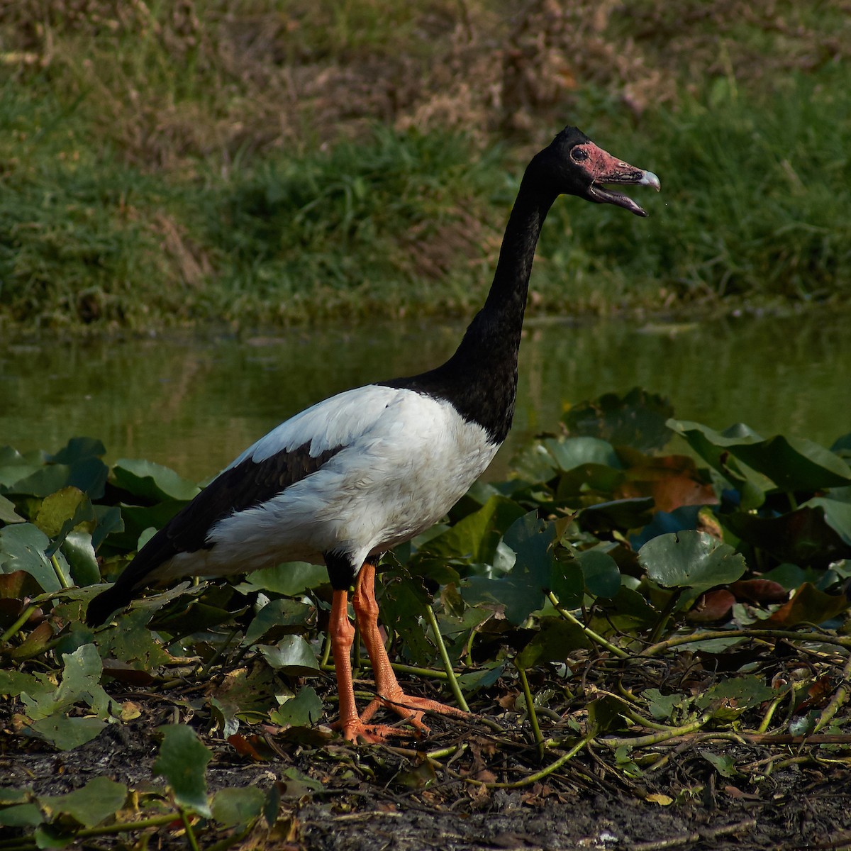 Magpie Goose - ML125167371