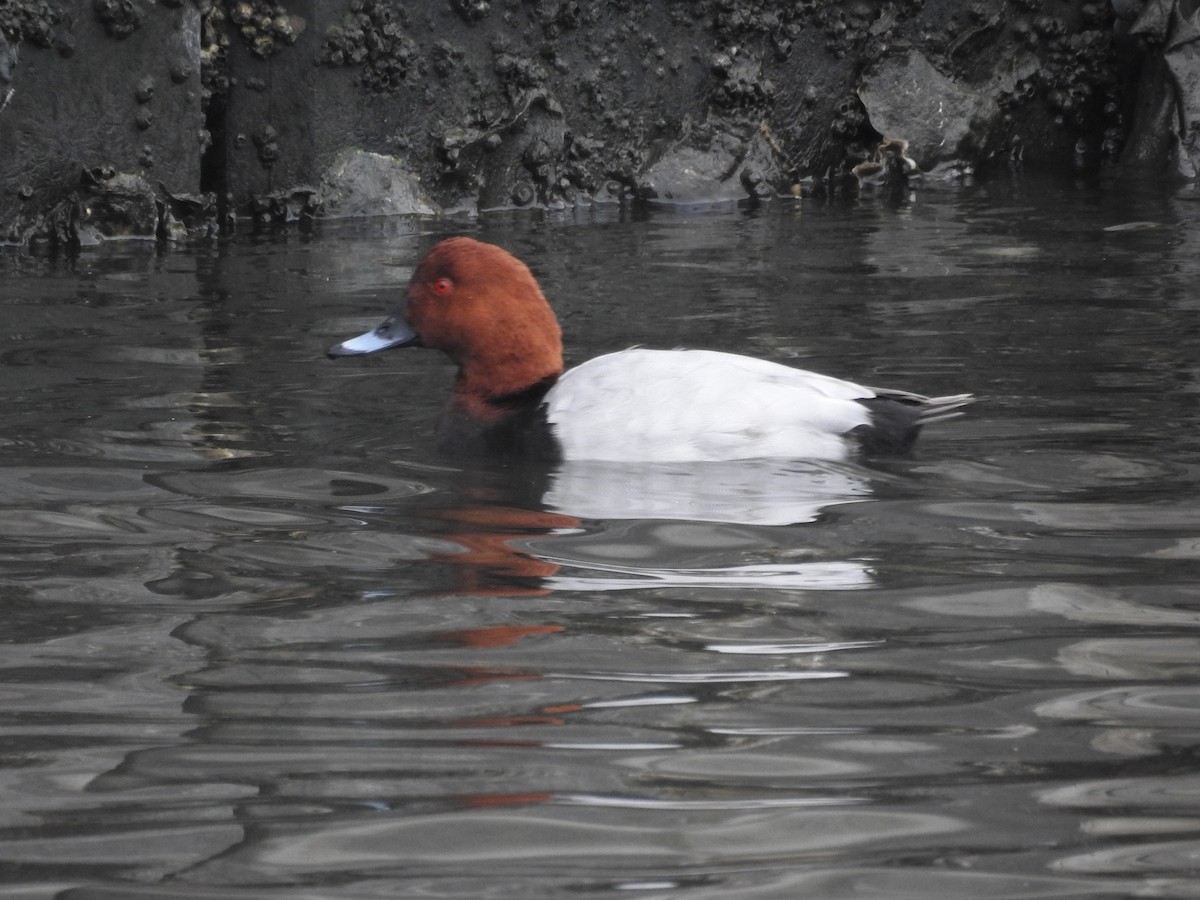 Common Pochard - ML125169351