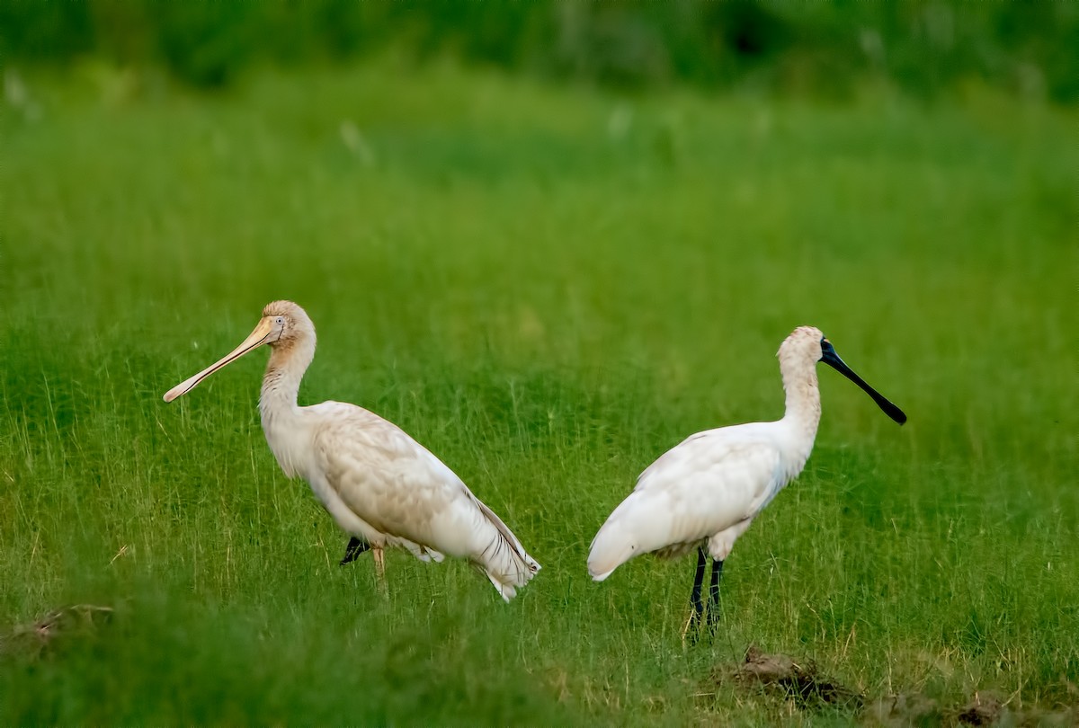 Yellow-billed Spoonbill - joh dunn