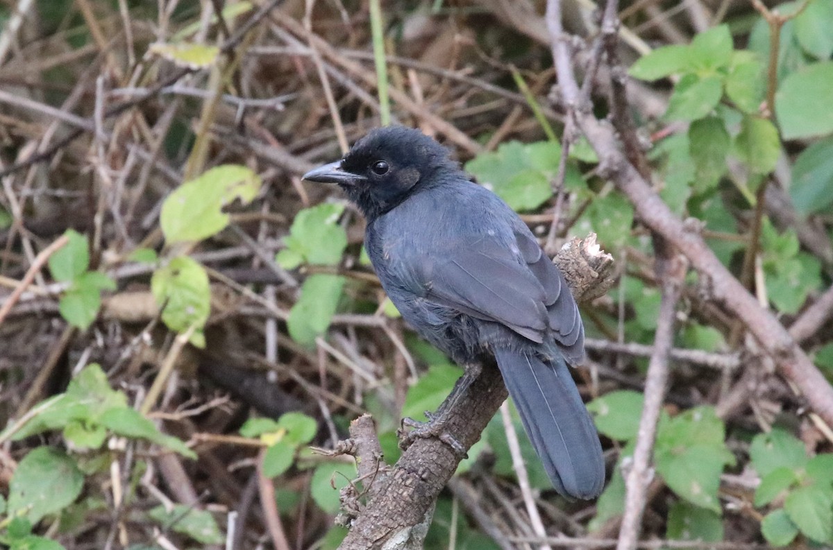 Slate-colored Boubou - ML125172851