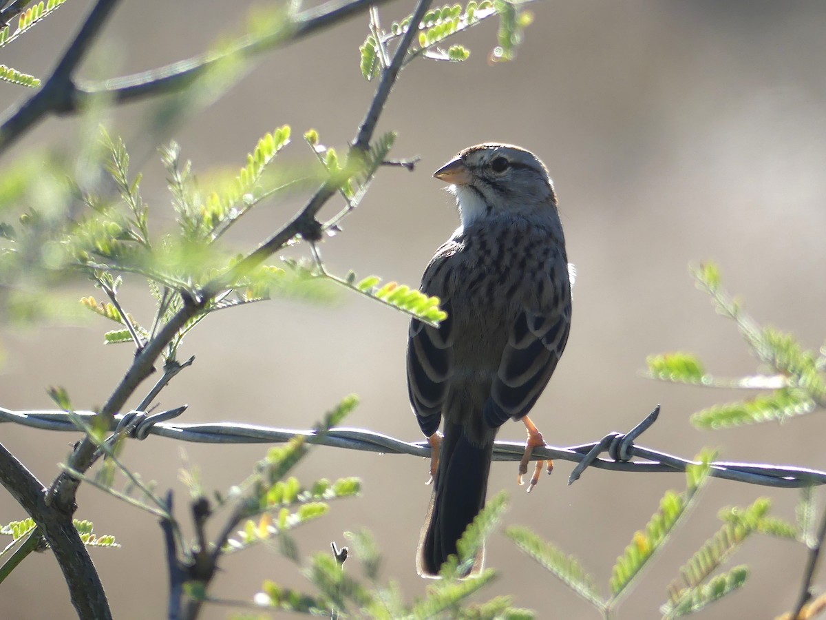 Rufous-winged Sparrow - Shelley Rutkin