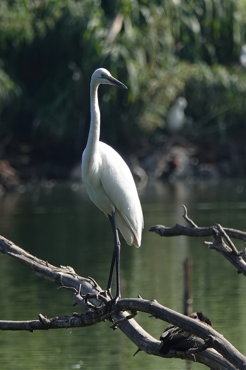 Great Egret - ML125173681