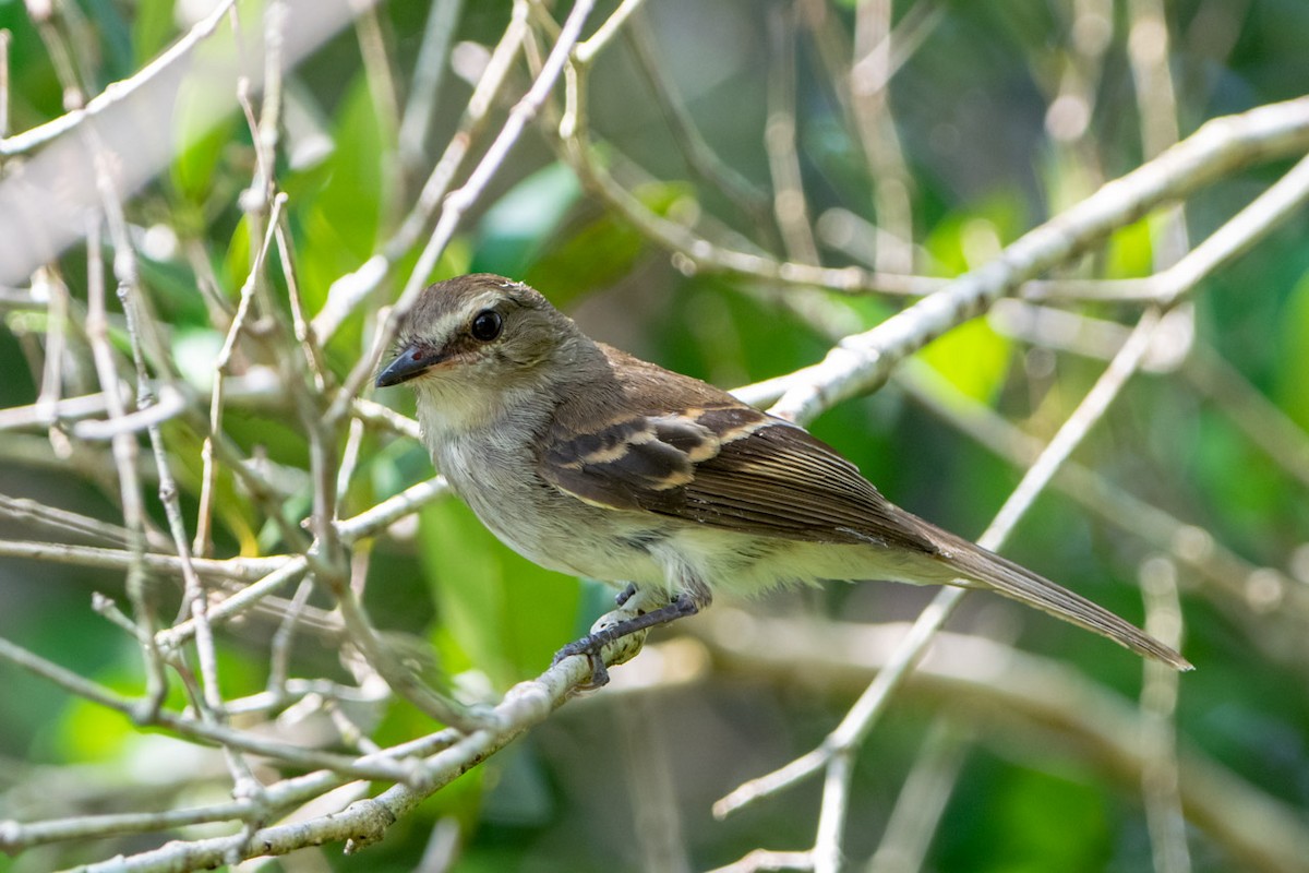 Fuscous Flycatcher - ML125173801