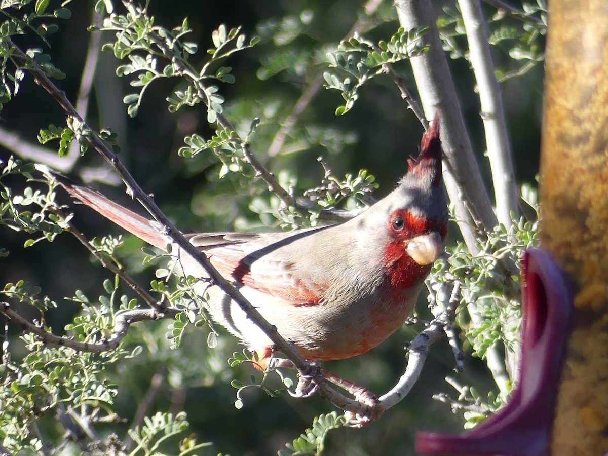 Pyrrhuloxia - Shelley Rutkin
