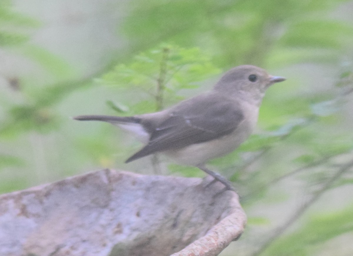 Taiga Flycatcher - ML125175091