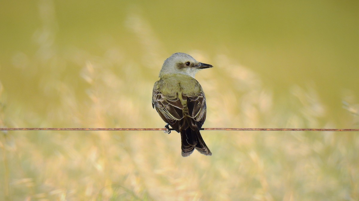 Tropical Kingbird - ML125178291