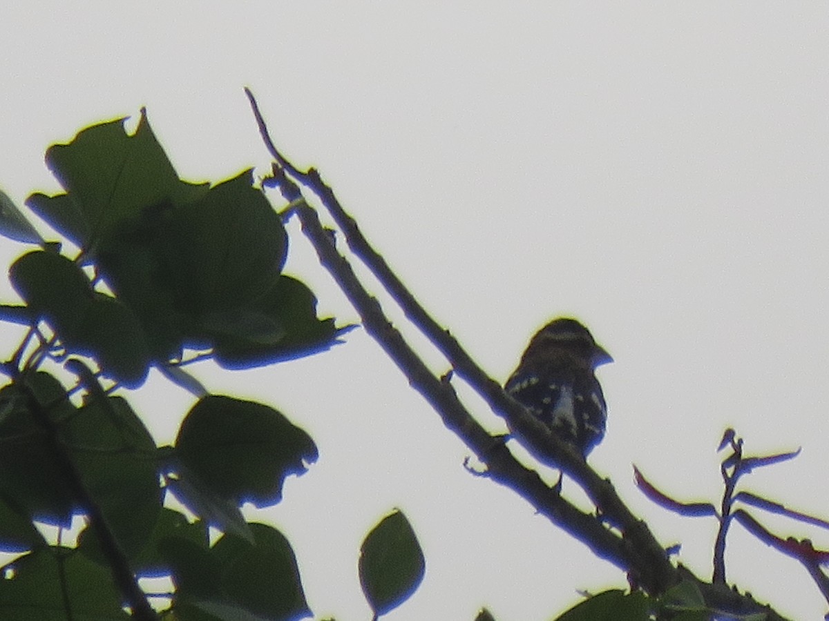 Rose-breasted Grosbeak - ML125178411