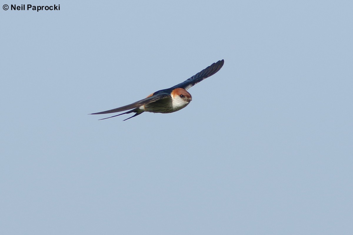 Greater Striped Swallow - ML125178881