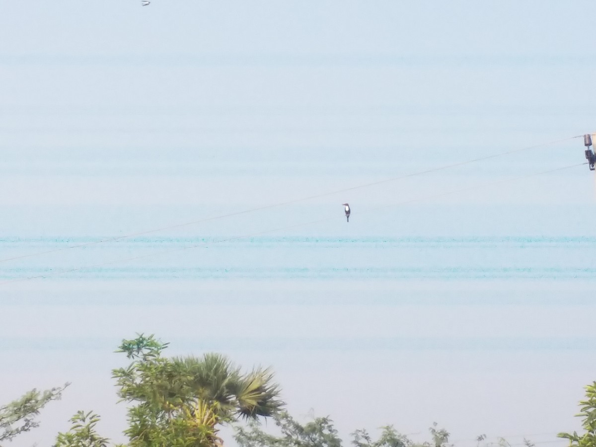 White-throated Kingfisher - ML125178931