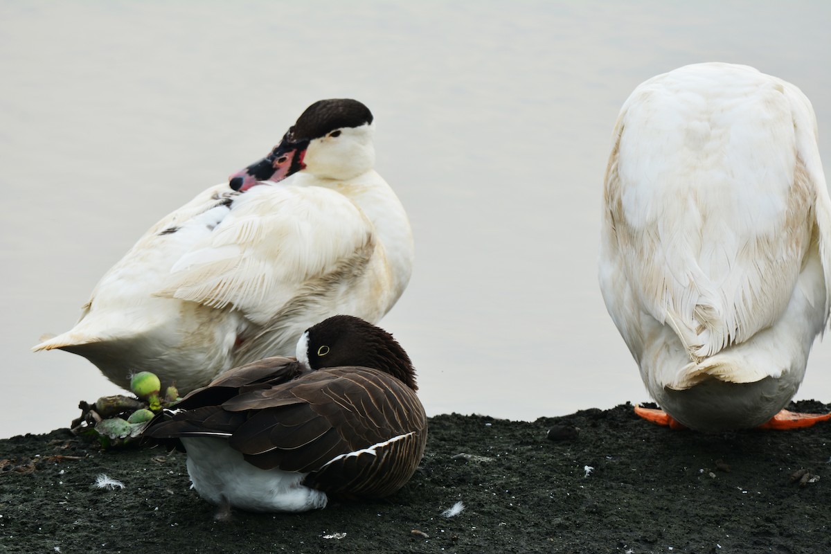 Lesser White-fronted Goose - ML125179141