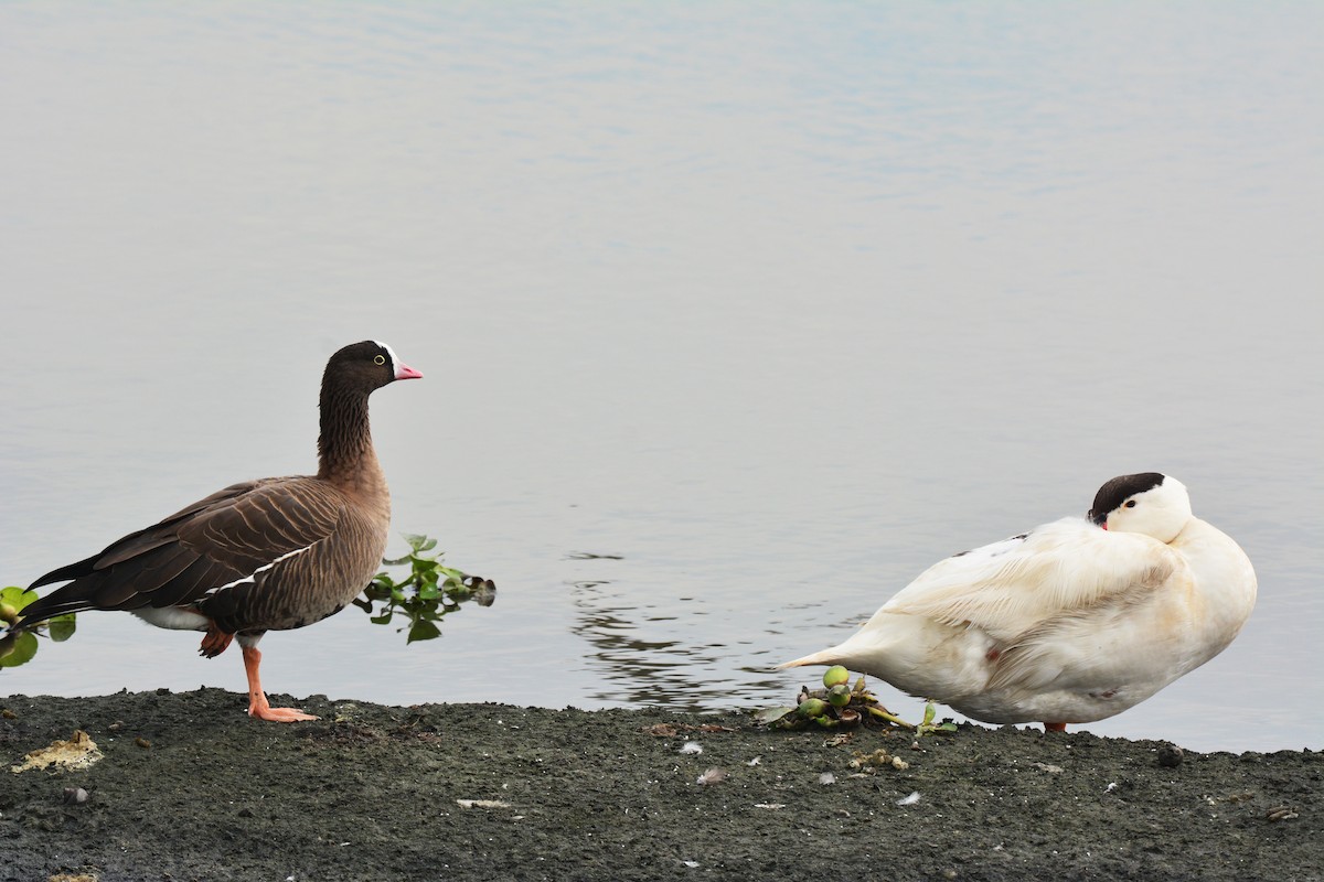 Lesser White-fronted Goose - ML125179221