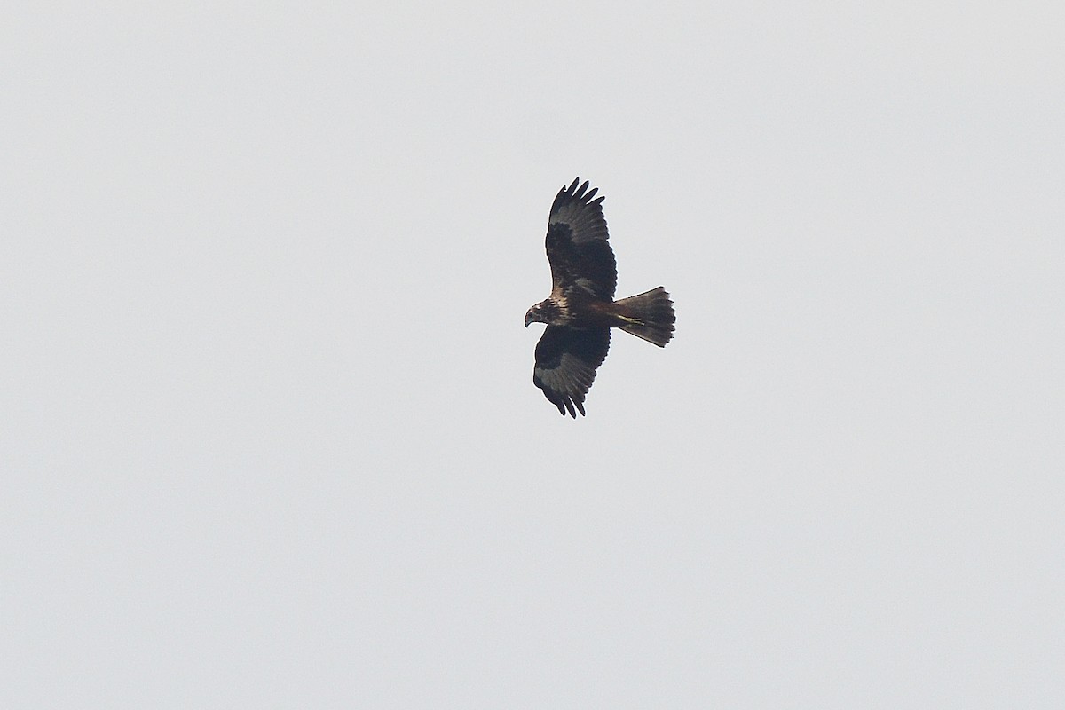 Eastern Marsh Harrier - ML125179351