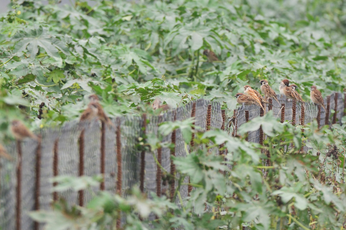 Eurasian Tree Sparrow - ML125179361