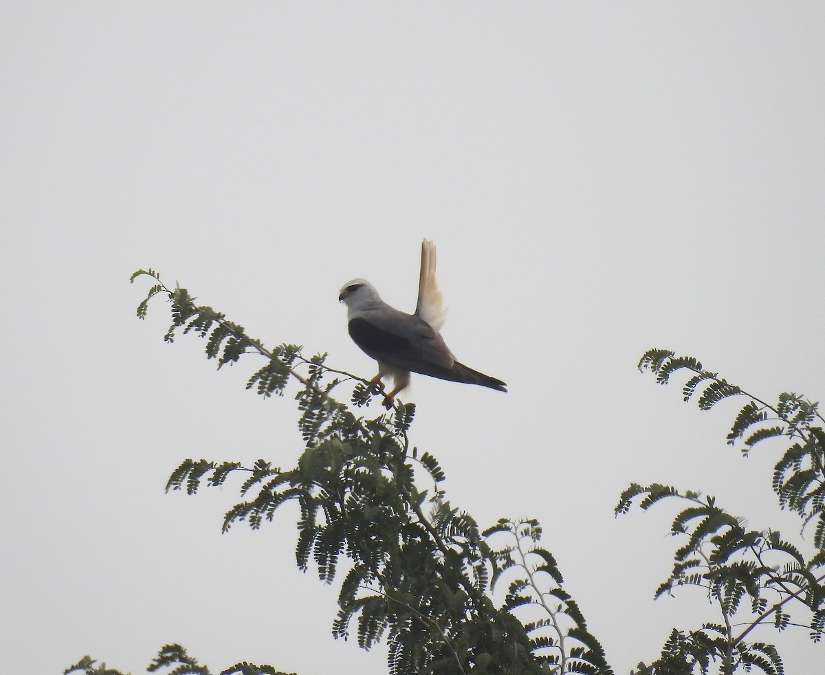 Black-winged Kite - ML125179391