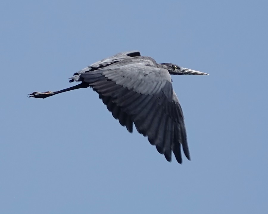 Humblot's Heron - ML125179481