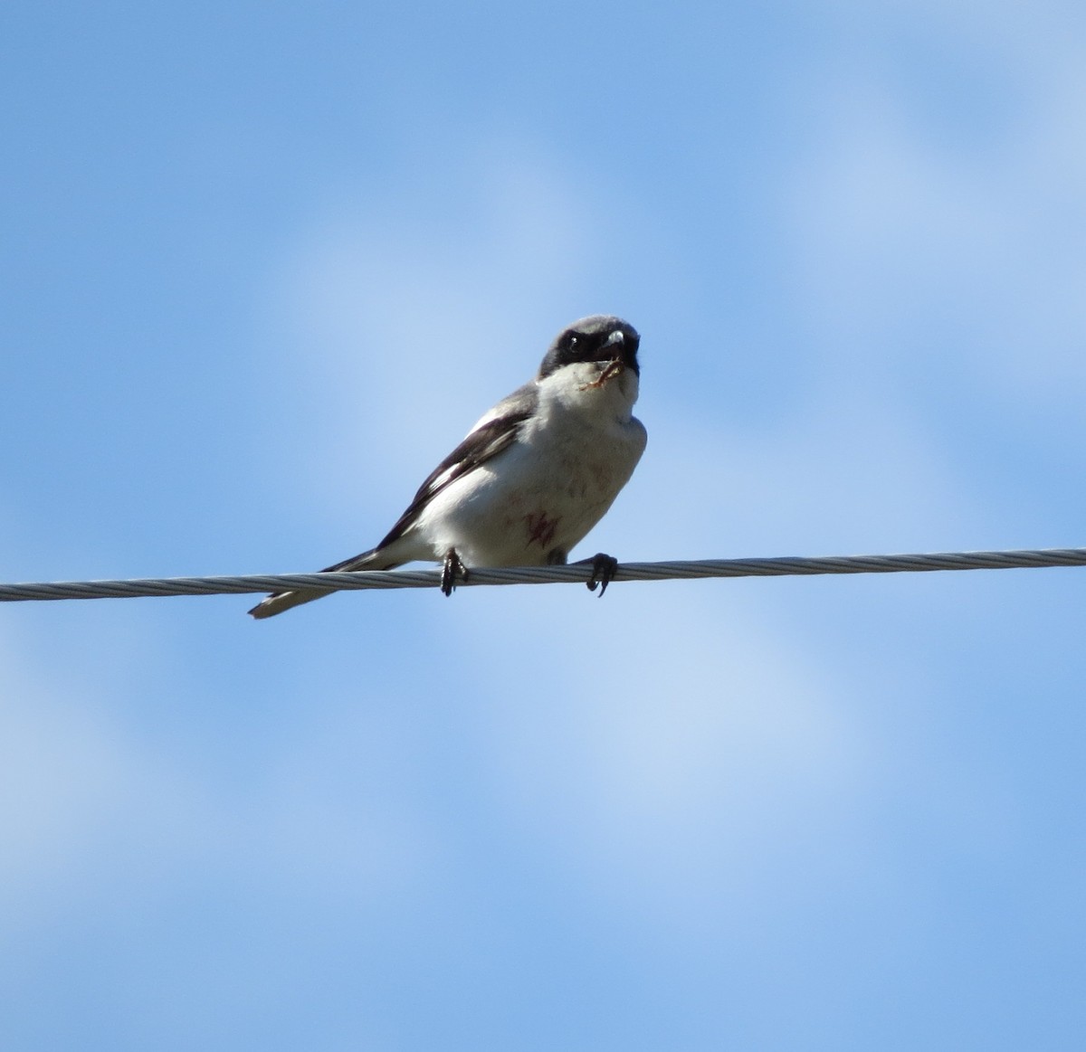 Loggerhead Shrike - ML125179791